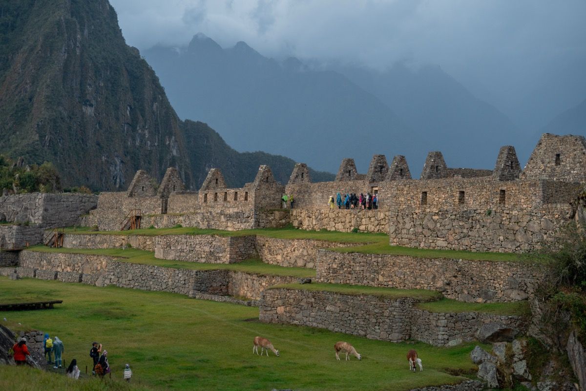 Ruinas de Machu Picchu con llamas y Huayna Picchu