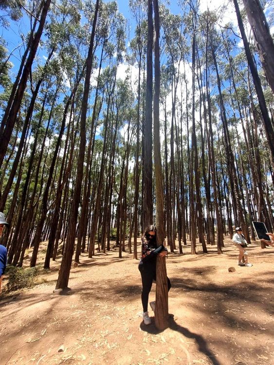 Viajero Machupicchu Agency